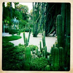 Jardins de Mossèn Costa i Llobera (Cactus Park Barcelona) photo of the Cactus Park Barcelona